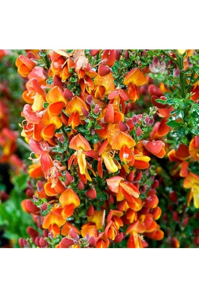 Ціна на рокитник Lena